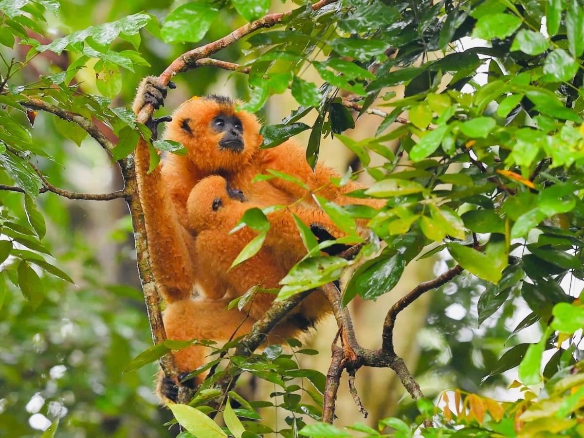 Gibbon Singing Home Stay Quan Tom Exterior photo